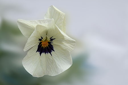 selective focus photography of white and purple pansy flower