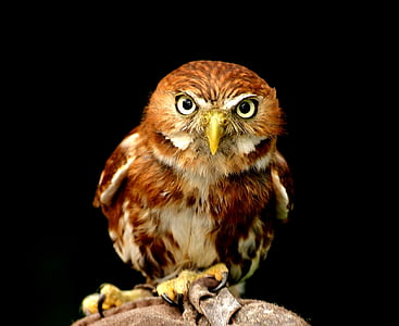 photo of owl