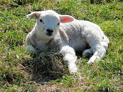 white sheep on grass