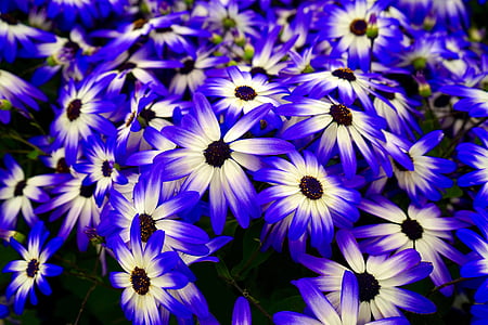 shallow focus photography of blue and white flowers