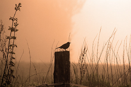 silhouette of bird perched on wood post