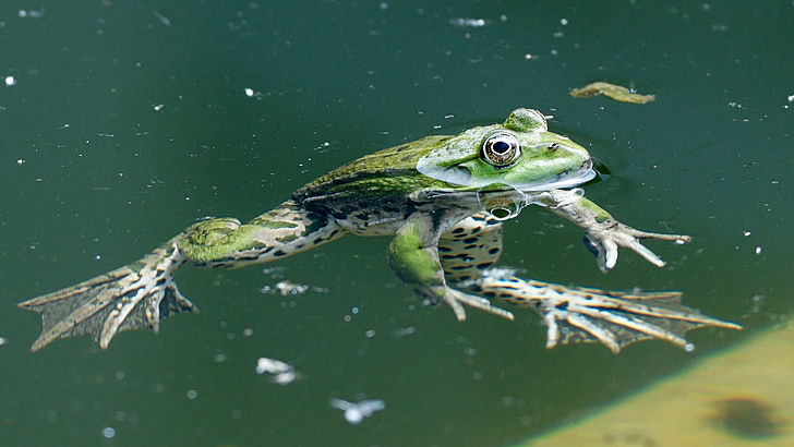 green frog floating above water level