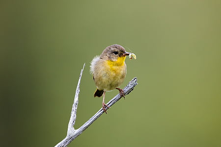 selective focus photography of yellow bird on grey tree branch