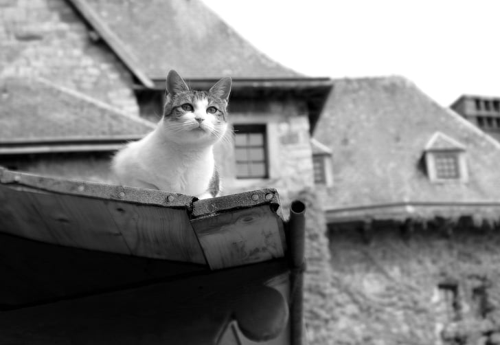 grayscale photography of tabby cat on house roof