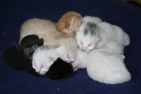 white and black kittens