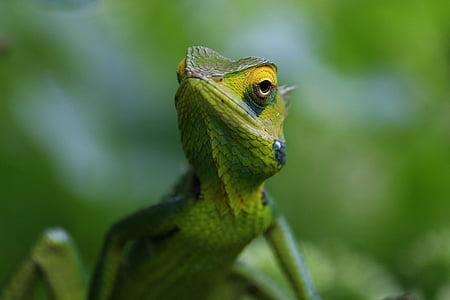 macro shot photography of green chameleon