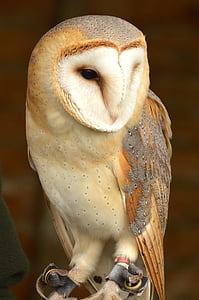 closeup photo of white and brown barn owl