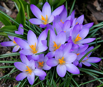 closeup photography of purple crocus flowers