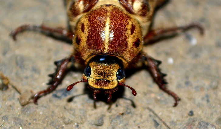 macro photo of brown beetle