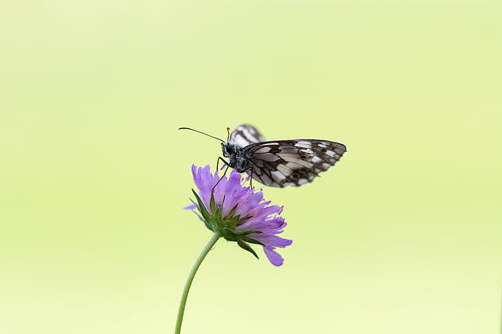 marble white butterfly perched on purple flower