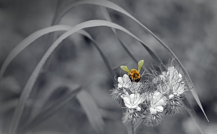 selective color of yellow bee on flower