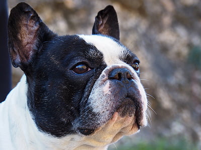 close-up photography of white and black dog