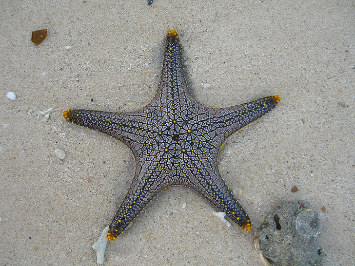 starfish on gray soil