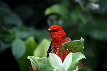 red bird on green leaf plant