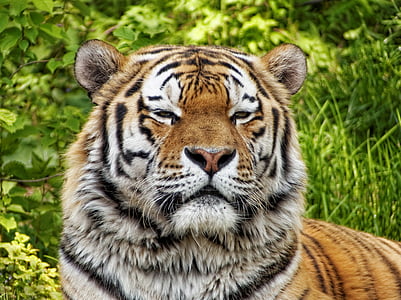 tiger standing near grass