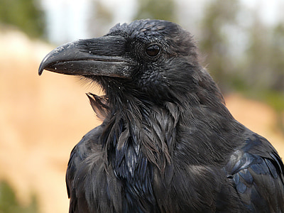 black raven in selective focus photography