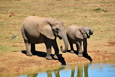 two grey elephants on lake
