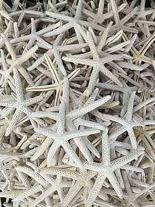 pile of star fish
