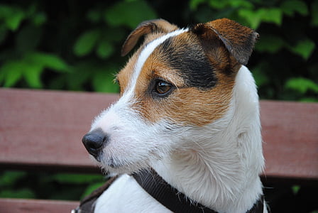 short-coated white, black, and brown dog