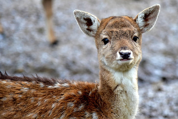focus photography of brown deer