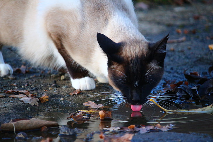 cat drinking a water during daytime