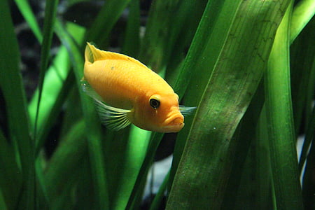 yellow fish beside green leaves