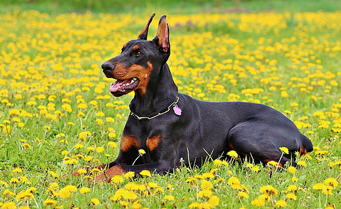 adult black and tan Doberman pinscher lying on yellow petaled flower field during daytime