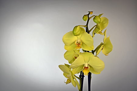yellow moth orchids photo