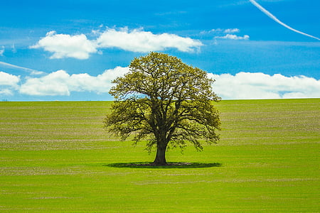 green leafed tree on grass field