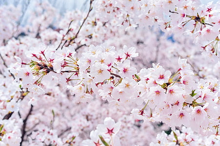 pink-and-white cherry blossoms in bloom close up photo