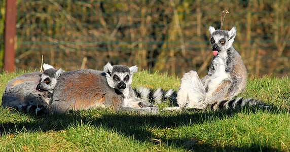 three lemurs laying on green grass