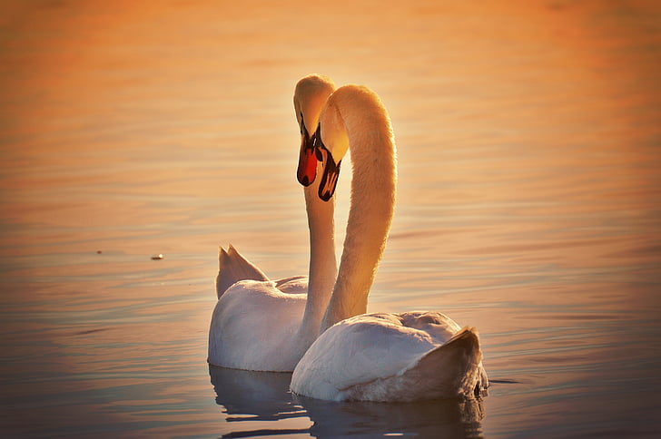 silhouette photo of mute swans on body of water