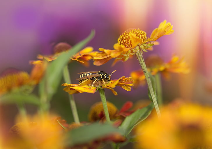 black and yellow bee perched on yellow flower
