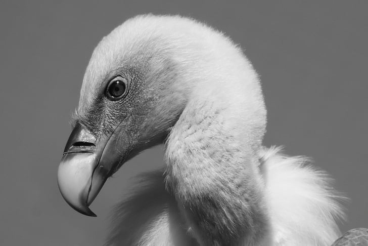 grayscale photography of short-beaked bird
