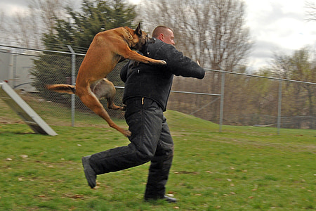dog biting running man on green grassfield