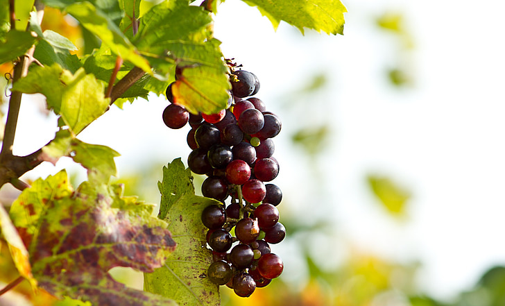 macro of grapes fruit