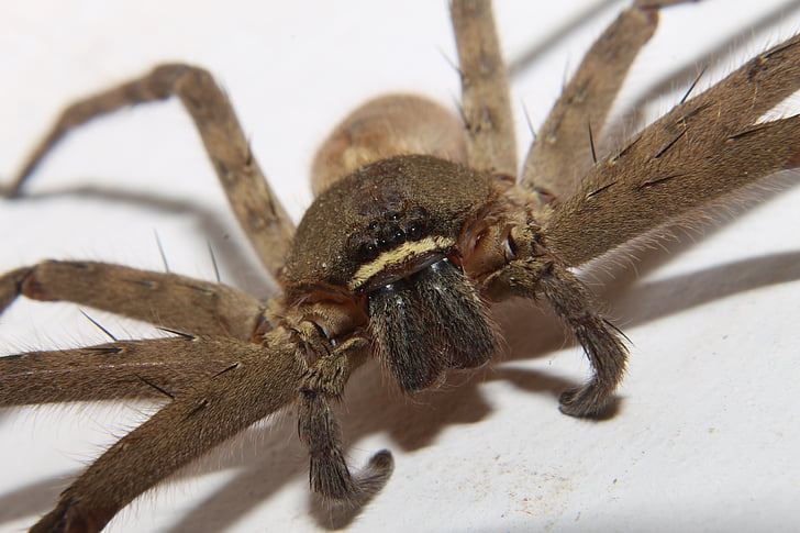 closeup photo of brown spider