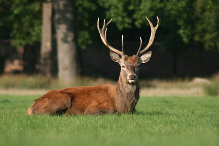 brown deer reclining on green grass field
