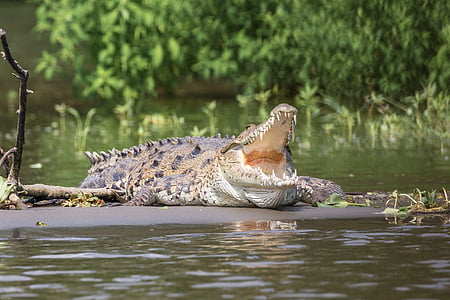 shallow focus photography of crocodile near lake