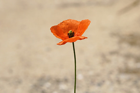 orange poppy flower macro photography
