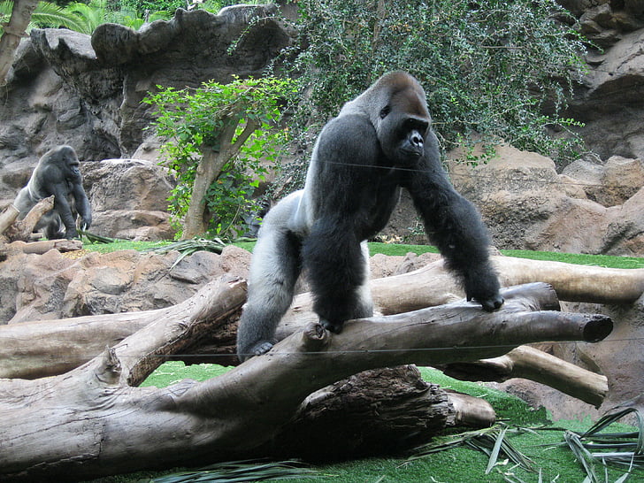 gorilla on driftwood