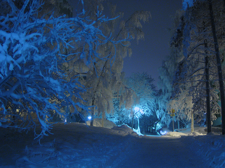 white trees during nighttime