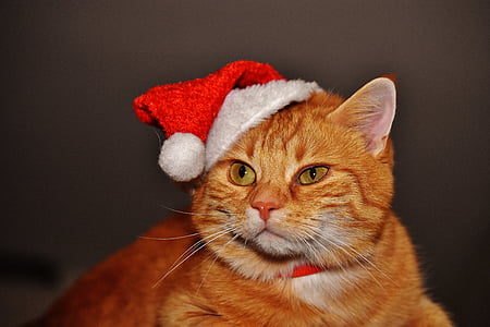 orange tabby cat with red Santa Claus hat