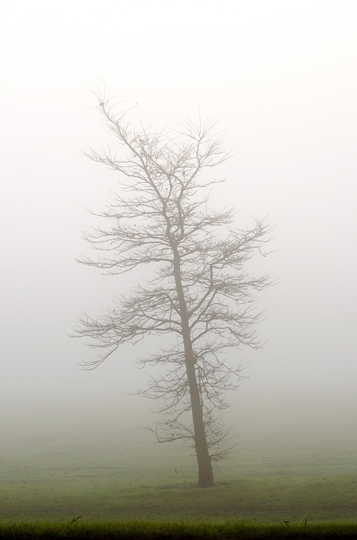 withered tree surrounded by fog