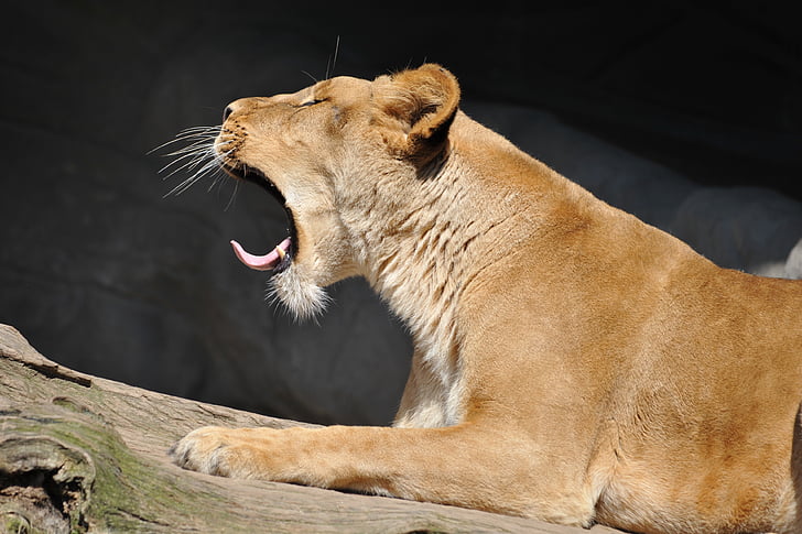 closeup photo of yawning adult lioness on log