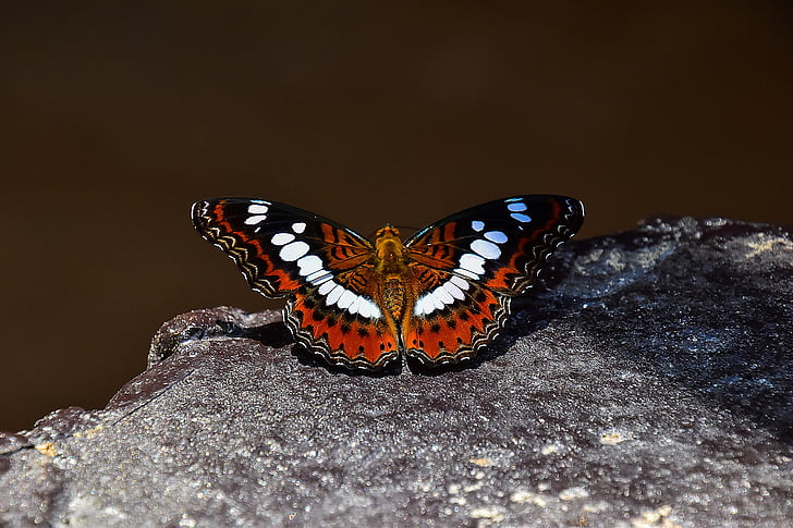 red, white, and black butterfly perched on rock formation