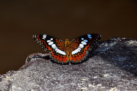 red, white, and black butterfly perched on rock formation