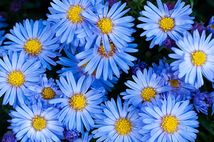 blue daisy flowers in closeup photography