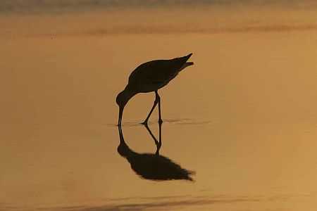 silhouette photograph of bird drinking water