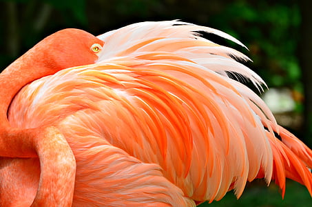 pink flamingo in close-up photography